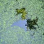 socialmedia-formedia